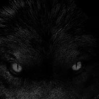 Kookie(Wolf)