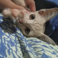 ADE(เป็นทุกอย่าง)
