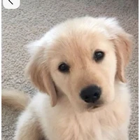 Cooper