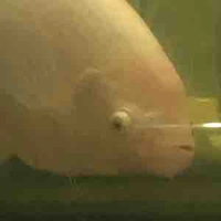 แอด