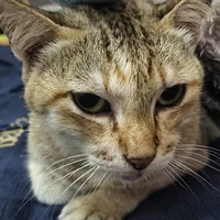 😺แอดเองไม่ต้องตกใจ😺