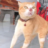 แอด