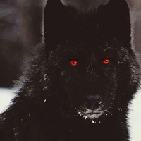 lobo