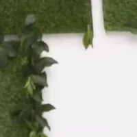 🍃