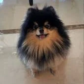 Kim/jeon yeontan