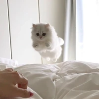 𝙿𝚎𝚊𝚛𝙿𝚊𝚙𝚒__🐱