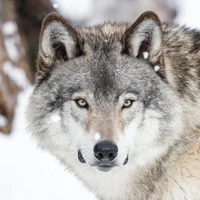 The Wolf