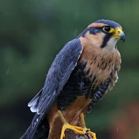 Falcons