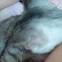 xiao mao