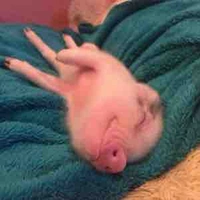 หมูสายลับ