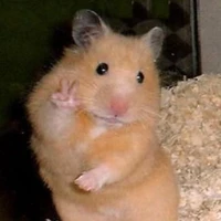 Hamster are cute