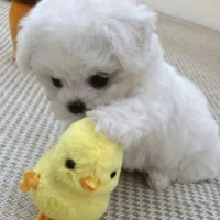 มิเกว