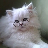 kitten 🐾