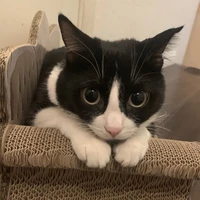 Mochi