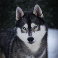 Renier Taylor |•lobo•|