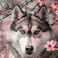 Neville Allen |•lobo•|