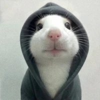 Tikus Bapak-Bapak | VICO