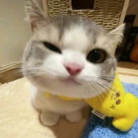 Kucing | GERVIN