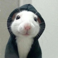 Tikus Ibu-Ibu | VICA