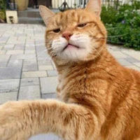 kucing oyen