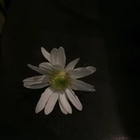 dania.