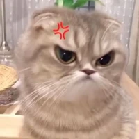 แมวบูด