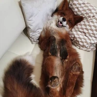 อีปัญญาเหลวแอดเองง