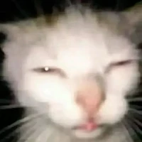 𝕖𝕦