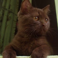 Y/n (cat
