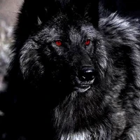 lobo(alfa) Castiel
