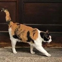 Kiki 
