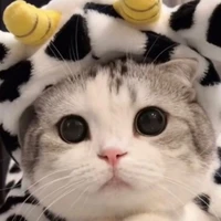 หวาน(ร่างแมว,นายเอก)