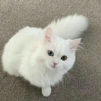 prince