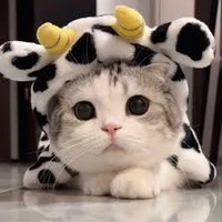 ช็อกกี้ 😺🤪