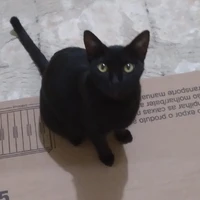 criadora