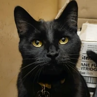 Milo 