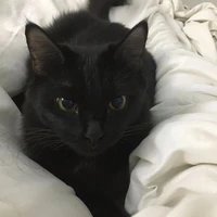 🐈‍⬛