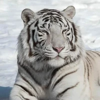 🐯