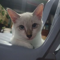 seseorang
