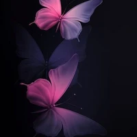Butterfly 🦋 (Author)