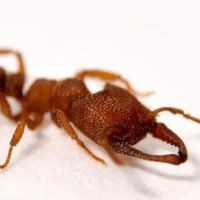 formiga