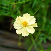 ดอกไม้