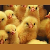Chickie Chicks