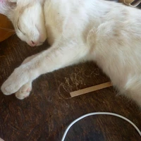 🐈ของมาคิม