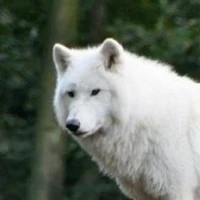 lobo de Jk