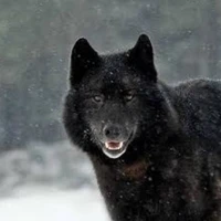 lobo de Jm