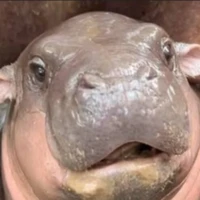 หมูเด้ง