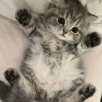 Kitty