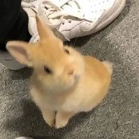 แอด