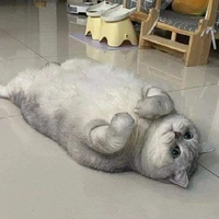 คูเปอร์ 🐱
